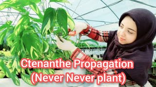 Ctenanthe lubbersiana propagation for beginners  Never Never plant propagation [upl. by Rainah]