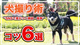 SNSで差がつく！犬を可愛く撮る方法6選【犬撮り術】  カメラ歴10年以上の「旅する豆柴」カメラマンが伝える撮影のコツ・テクニック【写真・動画共通】※柴犬との暮らし [upl. by Akimahs]