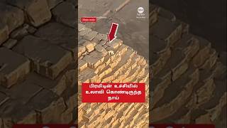 PYRAMIDன் உச்சிக்கு சென்ற நாய்😱 shorts dog viralvideo [upl. by Marchall910]