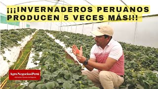 ¡¡¡Invernaderos peruanos producen 5 veces más [upl. by Odnalor576]