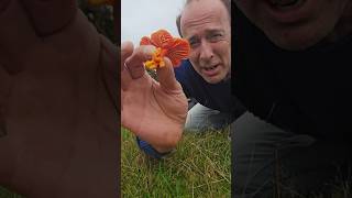 Witches Hat Mushroom 🍄hygrocybe conica mushrooms fungi explore nature adventure outdoors [upl. by Yenreit]