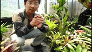 自由之森 Free Forest 蜻蜓鳳梨介紹bromeliadsAechmea introduction [upl. by Roswald90]