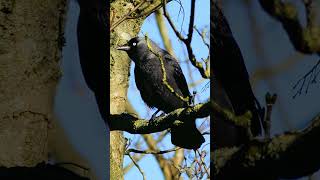 Jackdaws are named after their call  Bird Sounds shorts [upl. by Je]