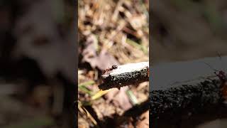 Red wood ant nest nature photography macrophotography outdoors closeup insects forest ants [upl. by Ahsinoj]