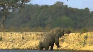 BBC Natural World 1998 Vanishing Pools of the Zambezi [upl. by Sirron22]