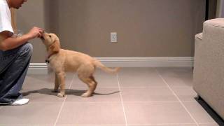 Peanut Golden Retriever at 10 weeks old doing tricks [upl. by Ramyar]