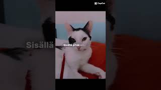 CapCitkissavideo2024catvideo [upl. by Tips405]