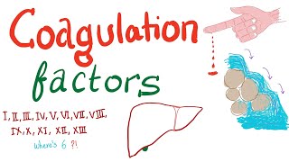 Coagulation Factors  Hemostasis  Hematology [upl. by Ahsats]