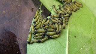 Samia ricini Wm Jones 1791  Changing feed for L1 caterpillars [upl. by Gilges46]