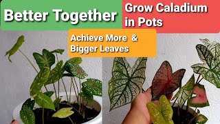 Caladiums in Pots Guide  More amp Bigger Leaves for Longer [upl. by Ecnadnak971]