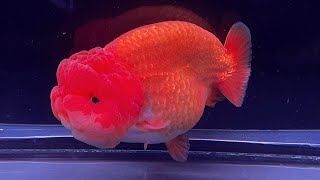 The High quality goldfish  Beautiful goldfish [upl. by Broderic]