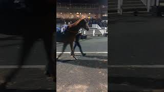 Racehorses newcastle [upl. by Sukey618]