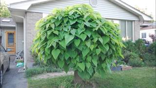 Time Lapse Catalpa Tree Shot each day in May 2014 [upl. by Jordanna]