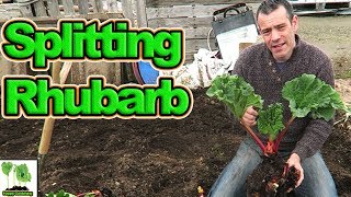 Splitting amp Transplanting Rhubarb For A Great Harvest [upl. by Leonardi]