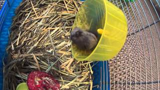 Dwarf Hamster gets a new bedding Timothy Hay [upl. by Minsat737]