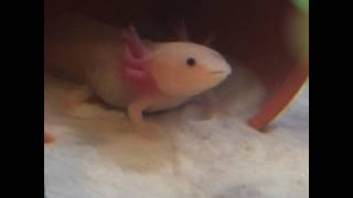 Axolotl yawning [upl. by Olag]