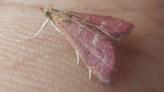 Pink Crambid snout moth  Pyrausta sp [upl. by Aniara530]