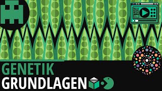 Genetik Grundlagen │Biologie Lernvideo Learning Level Up [upl. by Annahvas]