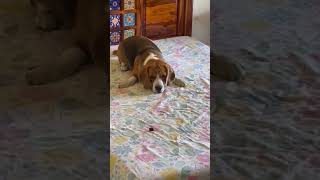 shorts viralvideo youtubeshorts youtube trending trendingshorts short funny funnyvideo dog [upl. by Bender]