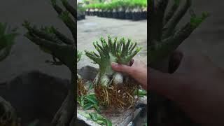 The Bonsai Houseplant Adenium Desert Rose Fertilizer Gardening Flower [upl. by Aysahc]