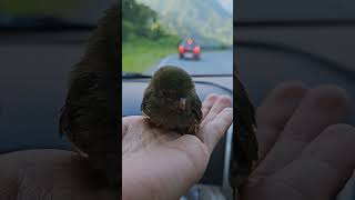 New zealand bellbird nature arunachalpradesh travellittlebirdsindia [upl. by Hagile]