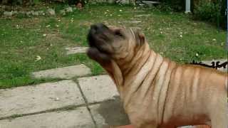 HD My Chinese SharPei BARK [upl. by Fanchan]