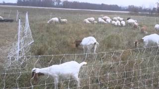 Rotational Grazing with Sheep and Goats [upl. by Alket295]