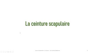 la ceinture scapulaire  la scapula [upl. by Neeluj]