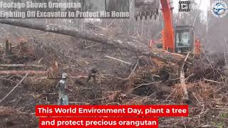 Footage Shows Orangutan Fighting Off Excavator to Protect His Home [upl. by Arabelle]