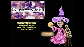 Hematopoiesis Origins Lineages and Bone Marrow CC [upl. by Des104]