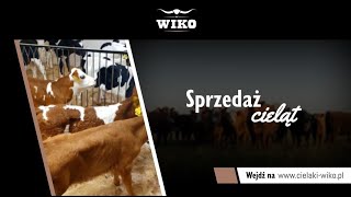 Sprzedaż cieląt Strzyżew Wiko [upl. by Brandy768]