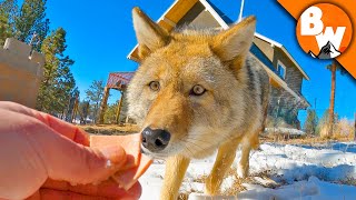 Coyote FINALLY Meets a Coyote [upl. by Clyve]