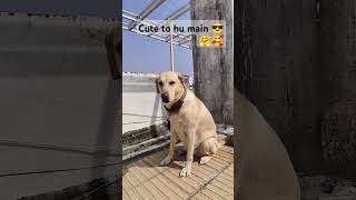 butiful cooky labrador youtubeshort tranding viralvideo shorts kajalmishraofficial03 ❤️ [upl. by Maddocks]