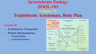 Triploblastic Acoelomates Evolutionary Perspective Platyhelminthes Classification [upl. by Farly960]