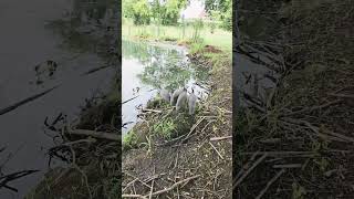 guinea fowl flying [upl. by Fanchon]