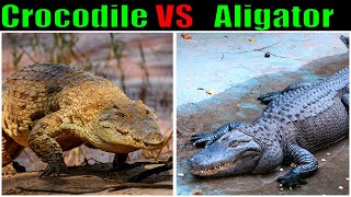 Crocodile vs Alligator Who is the strongest [upl. by Hyps43]