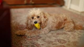 Full grown cavoodle playing with toy poodle  cavapoo videos [upl. by Jodee510]