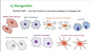 The Inflammatory Response [upl. by Fredrick]