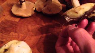 Cleaning slippery jacks suillus luteus [upl. by Worthington635]