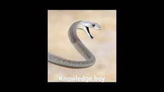 amazing fact about snake facts shortvideo knowledge sanke [upl. by O'Toole613]