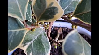 VARIEGATED FICUS TRIANGULARIS [upl. by Kcarb]