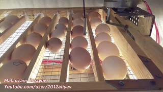 Homemade incubator automatic egg turner [upl. by Dumah]