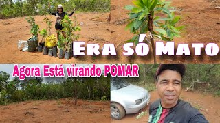 Fomos plantar mais frutiferas na fazenda das rosas meu pomar do zero na roçajardins plantas [upl. by Felicdad]