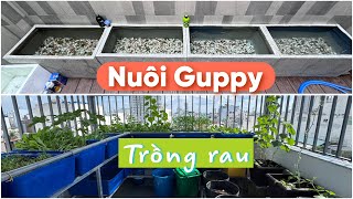 Thăm nhà mới anh Mạnh Bến Tre thả cá 7 màu guppy bất ngờ với vườn rau Aquaponic trên sân thượng [upl. by Cletus]