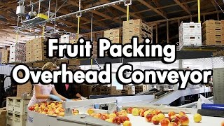 Fruit Packaging using an Empty Carton Delivery Conveyor [upl. by Dream]