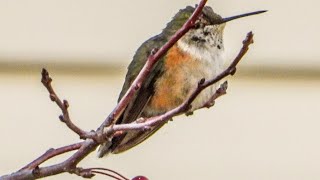 Broadtailed Hummingbird in Champaign County Illinois [upl. by Ahsinak77]