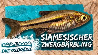 SIAMESISCHER ZWERG  FISCHENZYKLOPÄDIE  Zoo Zajac [upl. by Richers439]