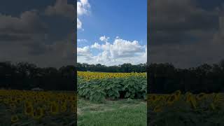 Sunflower fields sunflowers nice [upl. by Tychon]