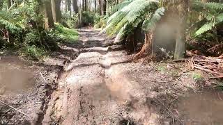 Toolangi Rainforest  Narbethong Black Spur Hotel [upl. by Arhat]