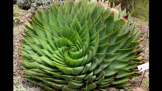 Aloe polyphylla [upl. by Jonny61]